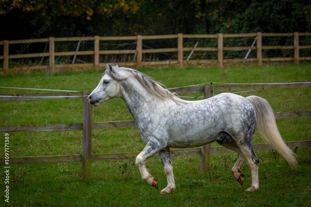 Section A Welsh cob stallion in his large paddock, Image shows the white grey dapple stallion in his field on a wet day Section A Welsh cob stallion in his large paddock, Image shows the white grey dapple stallion in his field on a wet day