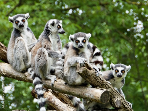 Lemuren Familie photo