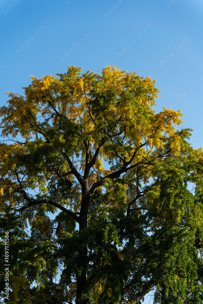 Obraz premium les arbres en automne avec les pleine couleur 