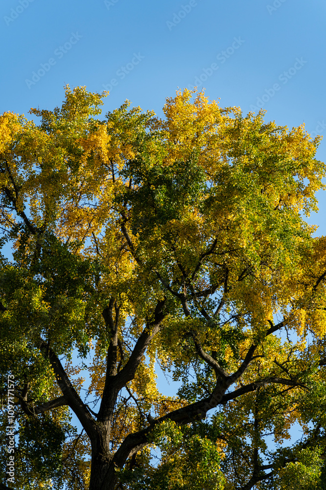 les arbres en automne avec les pleine couleur les arbres en automne avec les pleine couleur