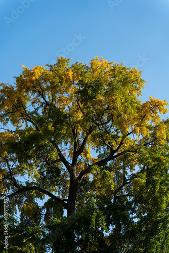 les arbres en automne avec les pleine couleur 