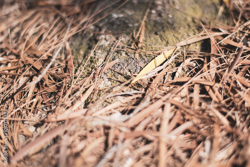 grass in the snow