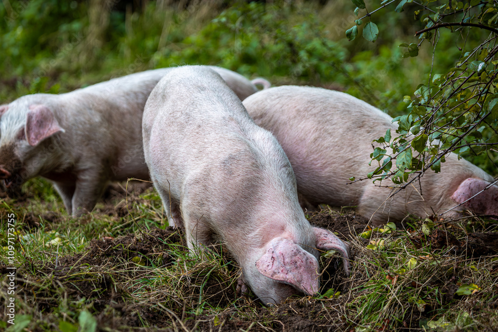 Three 13 week old piglets consisting of two girls and one boy turning up the ground eating in their enclosure, Image shows three large white crossbreed piglets Three 13 week old piglets consisting of two girls and one boy turning up the ground eating in their enclosure, Image shows three large white crossbreed piglets