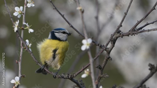 Blue tit Cyanistes caeruleus on a branch with blossoms in spring. The bird looks around and flies away. Close up. Slow motion.