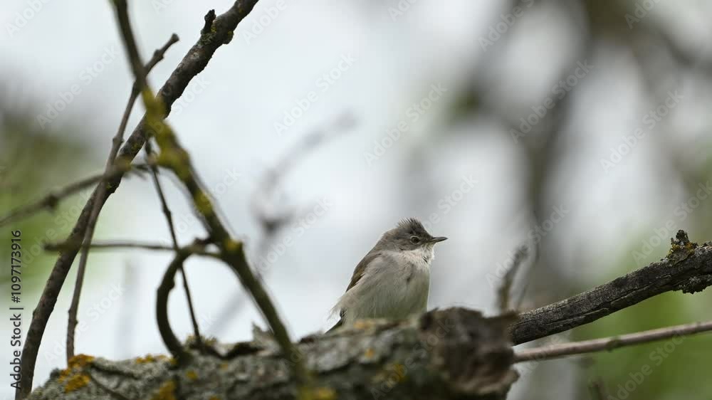 Common whitethroat Curruca communis A bird sits on a stick. Slow motion. Common whitethroat Curruca communis A bird sits on a stick. Slow motion.