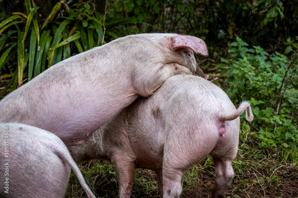 Three 13 week old piglets consisting of two girls and one boy, Image shows three large white crossbreed piglets with the young boar playing with the others Three 13 week old piglets consisting of two girls and one boy, Image shows three large white crossbreed piglets with the young boar playing with the others