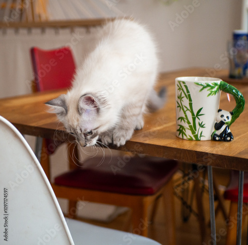 Siberian Kitten Poised to Leap from Wooden Table