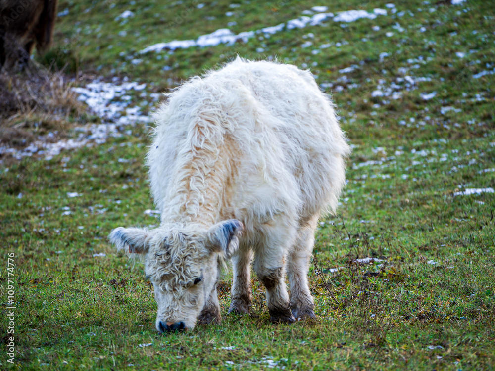 Fototapeta premium Young White Galloway Cow Grazing
