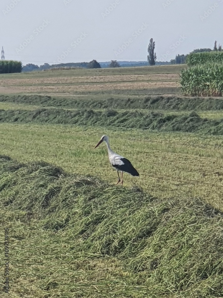 Fototapeta premium Storch auf einer abgemähten Wiese zwischen den Schwaden 