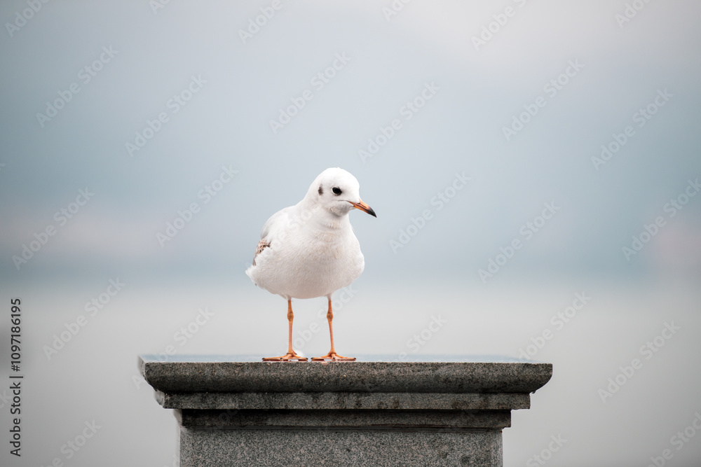 Obraz premium seagull on post