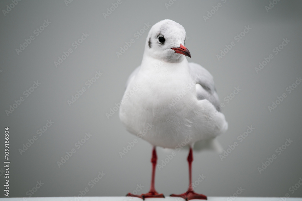 Obraz premium white headed gull
