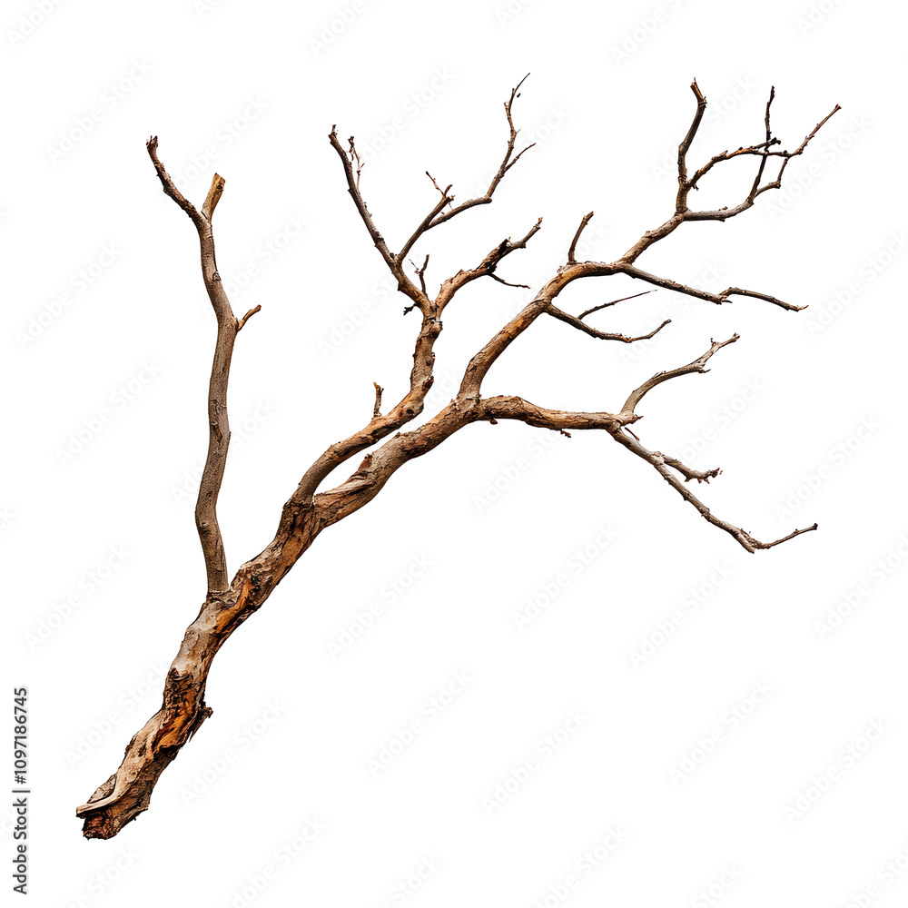 A dry tree branch with multiple twigs, suitable for decorative or crafting purposes. A dry tree branch with multiple twigs, suitable for decorative or crafting purposes.