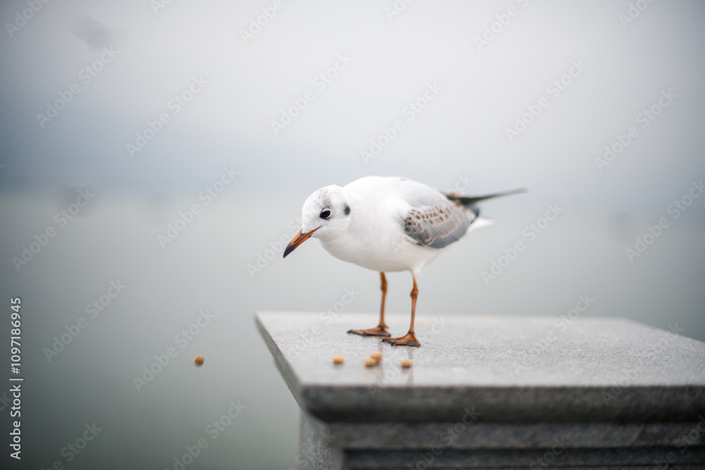 Obraz premium seagull on a pier