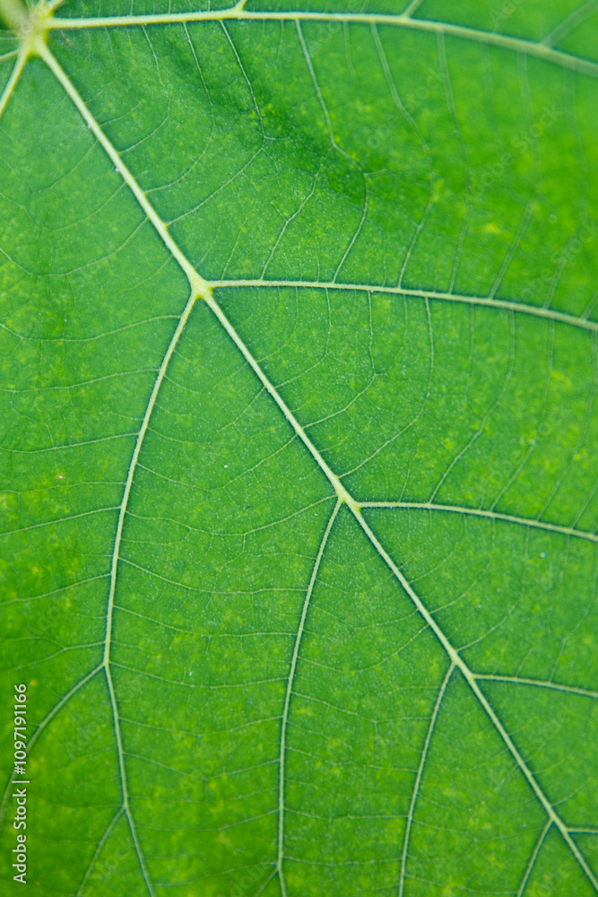 Russia. Saint-Petersburg. Lime leaves in close-up.