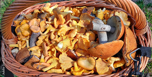 basket with natural forest mushrooms cantharellus cibarius and léccinum aurantíacum close-up natural food