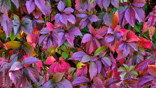 background of autumn bright multicolored pink and purple leaves