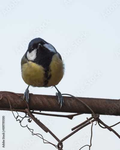 A Cute Great Tit is Sitting on a Wire Fence and Moving Its Head in a Cocky Way towards the Visitors