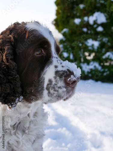 Portrait of a dog in the snow. English springer spaniel in winter landscape. Cute pet portrait. Winter wonderland. Seasonal picture.