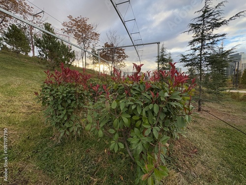 Fraser photinia, red tops (Photinia x fraseri), Vibrant red green leaves. close up Red tip photinia and Christmas berry, is rose family, Rosaceae. It is a hybrid between glabra and serratifolia.
 photo