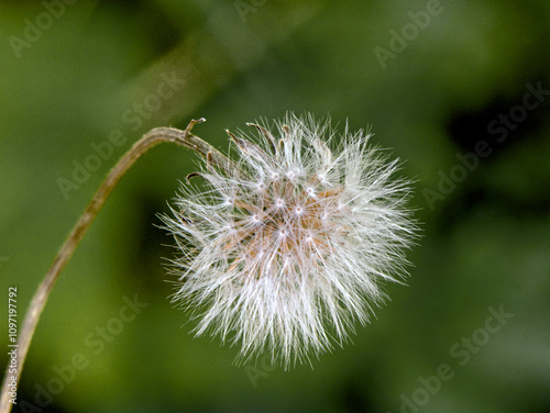 spherical seed head of a daisy family with flying seeds, also called dandelion