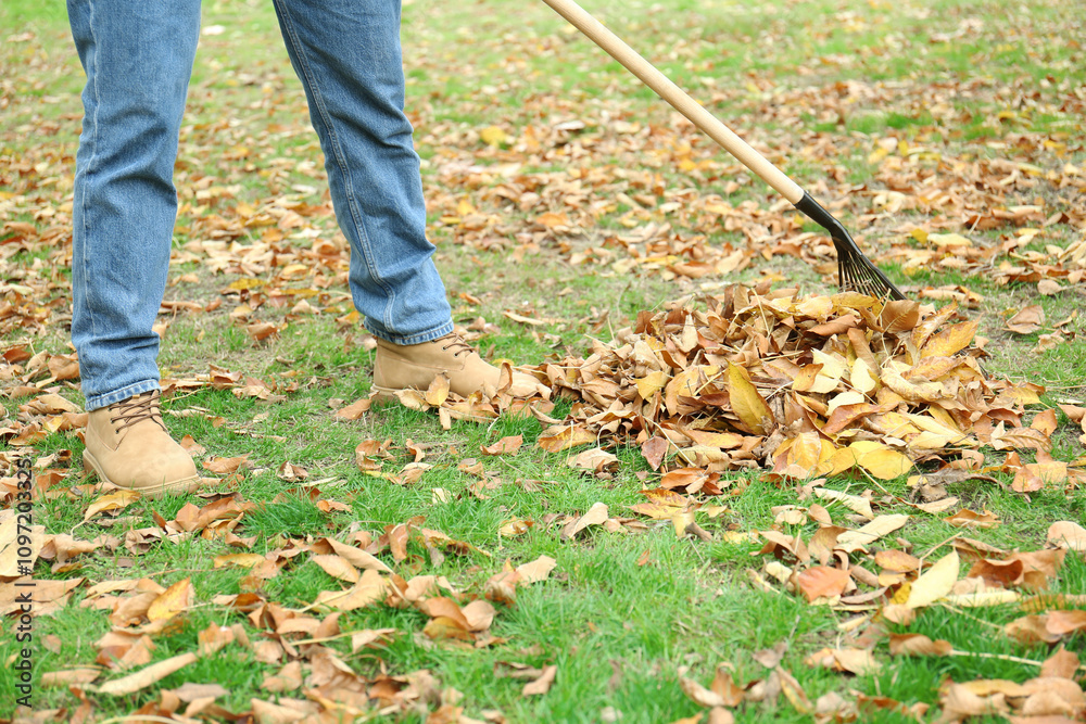 Man gathering fallen leaves with fan rake outdoors, closeup Man gathering fallen leaves with fan rake outdoors, closeup