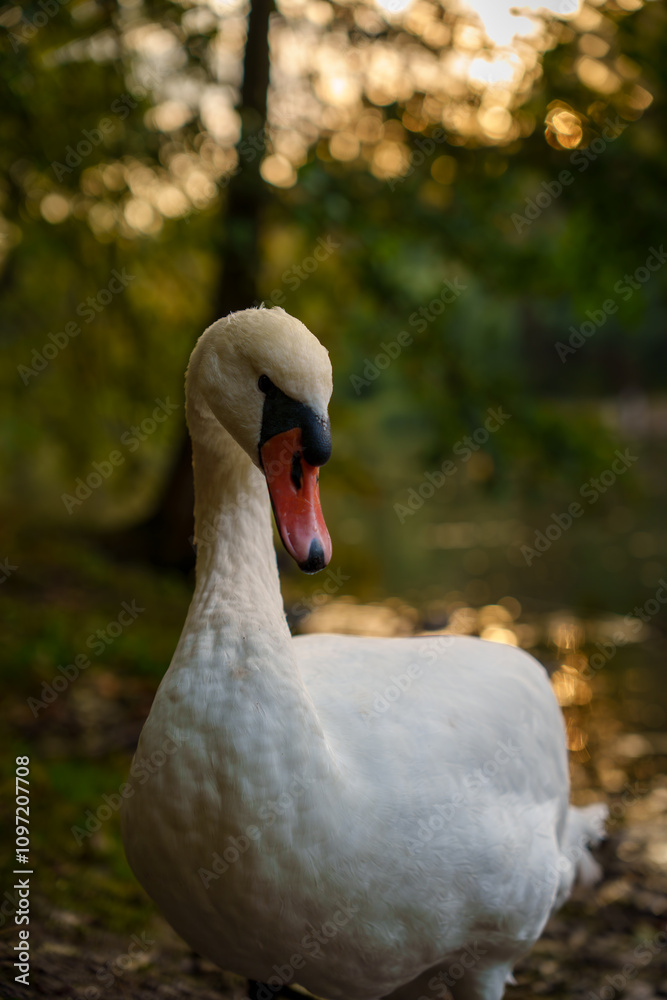 Obraz premium Close-up of a swan near a lake at sunset