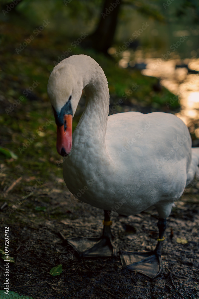 Fototapeta premium Close-up of a swan near a lake at sunset