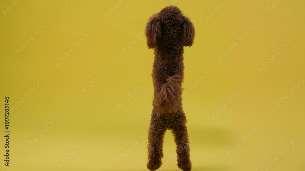 A Playful Poodle Situated on a Bright Yellow Background, Full of Vibrant Colors and Energy A Playful Poodle Situated on a Bright Yellow Background, Full of Vibrant Colors and Energy