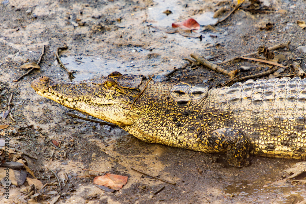 A large crocodile basks in the sun on a muddy riverbank. Its powerful jaws and sharp teeth are a reminder of its formidable nature. A large crocodile basks in the sun on a muddy riverbank. Its powerful jaws and sharp teeth are a reminder of its formidable nature.