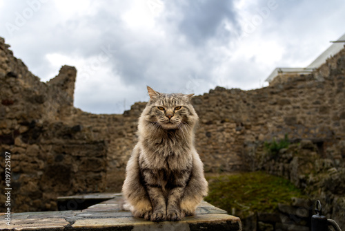 Maine Coon cat sitting in the ruins of Pompeii