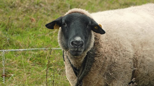 black and white sheep filmed in slow motion photo