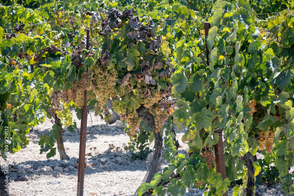 Harvest on famous sherry wines grape vineyards in Andalusia, Spain, sweet pedro ximenez or muscat, or palomino grapes, used for production of jerez, sherry sweet and dry wines Harvest on famous sherry wines grape vineyards in Andalusia, Spain, sweet pedro ximenez or muscat, or palomino grapes, used for production of jerez, sherry sweet and dry wines