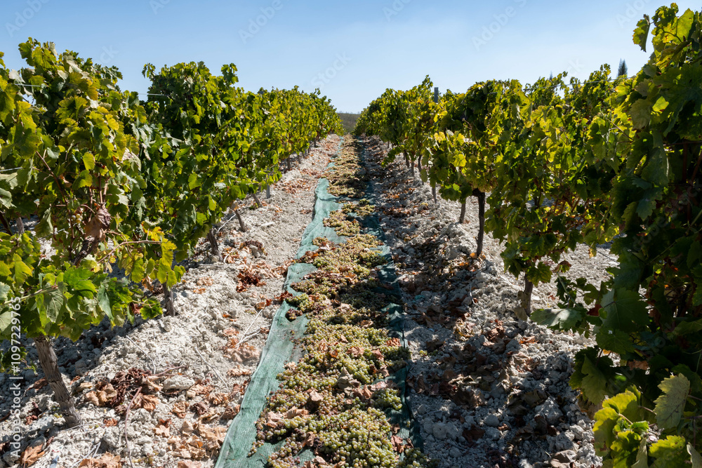 Obraz premium Sun drying of sweet white pedro ximenez or muscat grapes after harvest on famous sherry wines vineyards in Andalusia, Spain, production of sherry sweet wines, Montilla-Moriles
