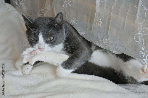 A small gray cat lies on a white blanket and washes himself. The paws are spread in different directions.