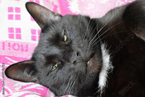 Portrait of a serious black cat in a blanket. The cat looks at the camera.