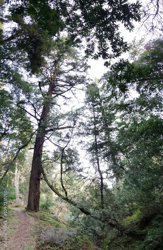 Towering Redwood Trees Along a Forest Path Towering Redwood Trees Along a Forest Path