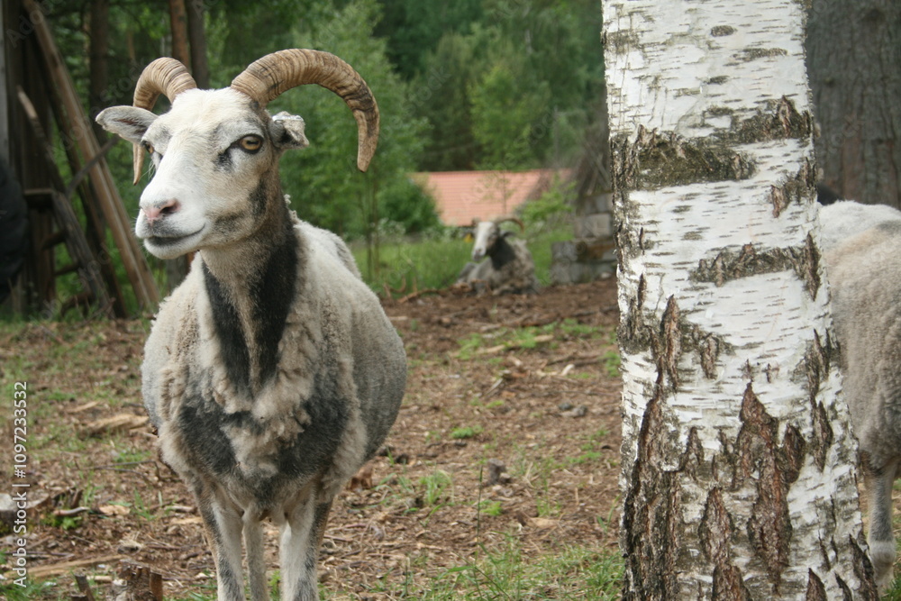 Fototapeta premium mountain goat on a farm