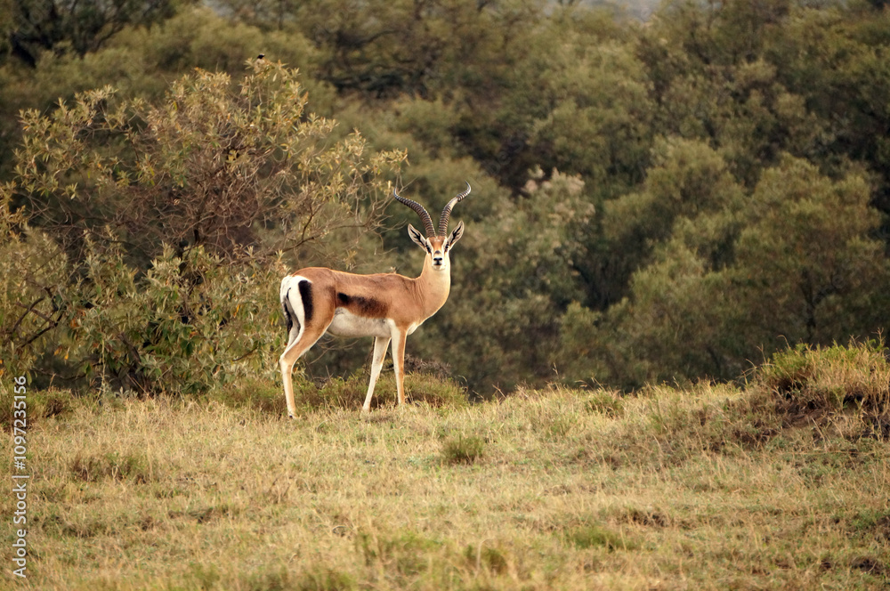 antelope in the savannah antelope in the savannah