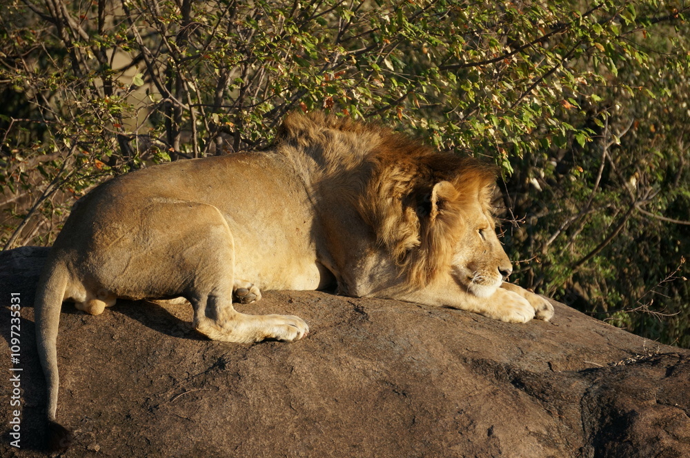 Fototapeta premium lion resting on cliff in the savannah