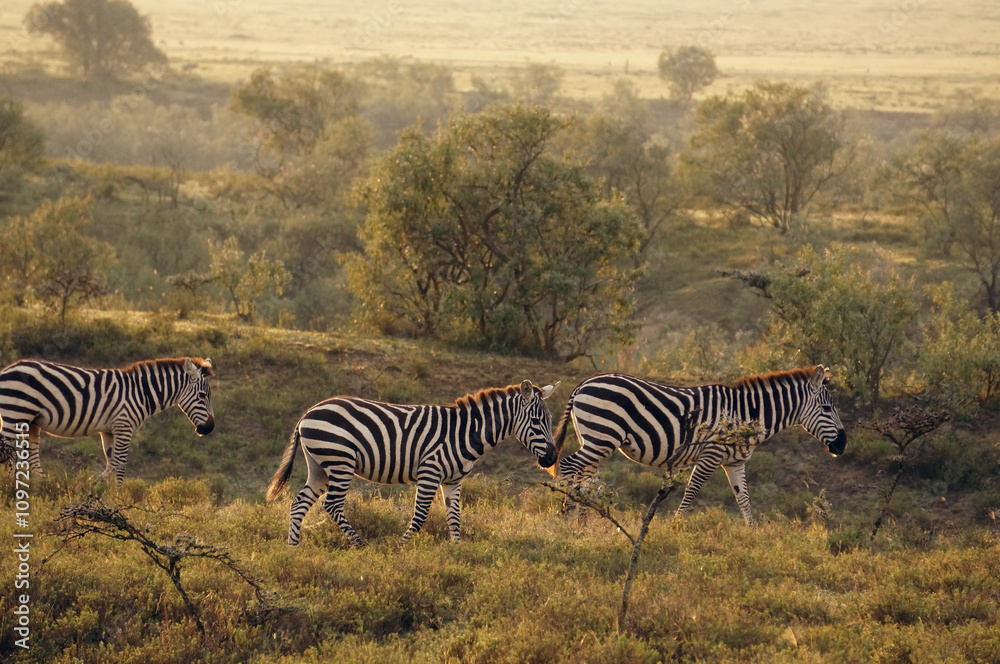Obraz premium zebras in the savannah