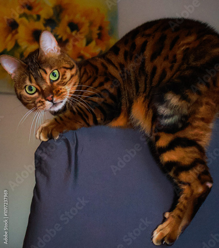  Bengal cat in an intriguing attacking pose, demonstrating its wild spirit and graceful movements.