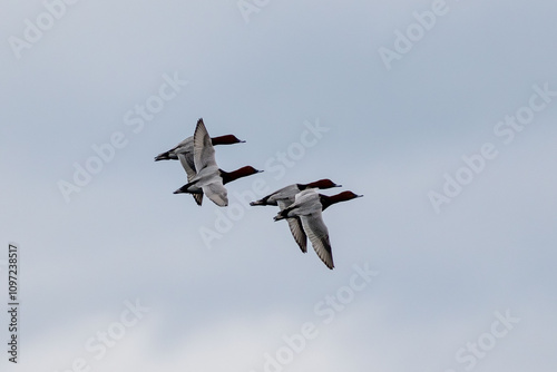 common pochard in flight