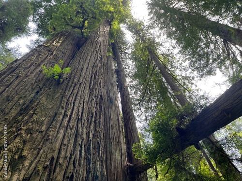 Redwoods National Park