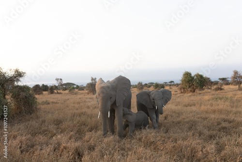 Photography elephants in the savannah