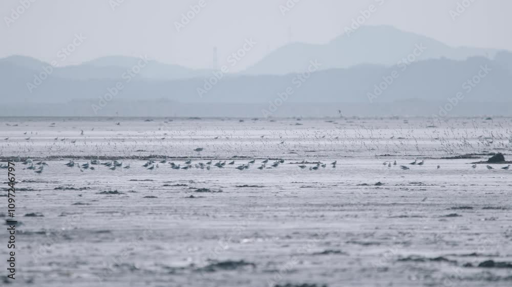 Flock of Bar-tailed Godwits Flying over Mudflats along the West Coast of South Korea Flock of Bar-tailed Godwits Flying over Mudflats along the West Coast of South Korea
