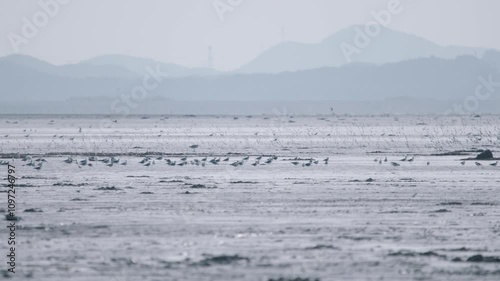 Flock of Bar-tailed Godwits Flying over Mudflats along the West Coast of South Korea