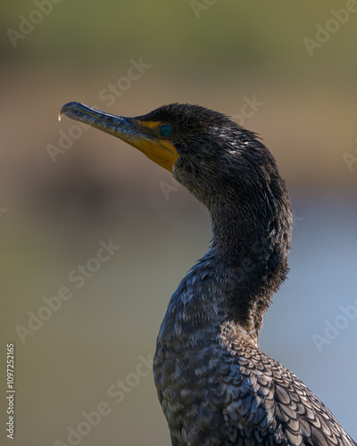 Portrait of a Cormorant.