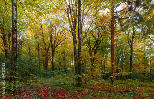 Idless woods autumn scene cornwall uk 