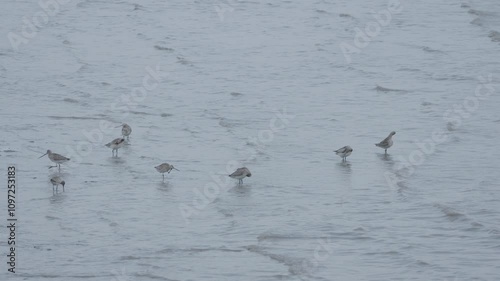 Flock of Sandpipers Foraging on Mudflats along the West Coast of South Korea