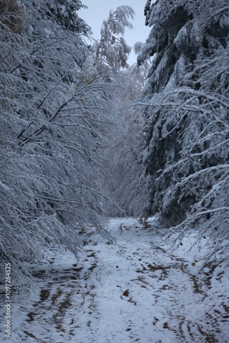 a path through the forest and trees covered with snow
